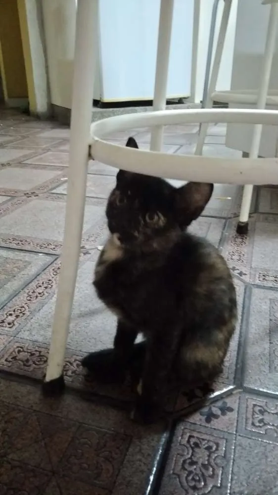 Gato ra a SRD idade 2 a 6 meses nome Jujubinhas