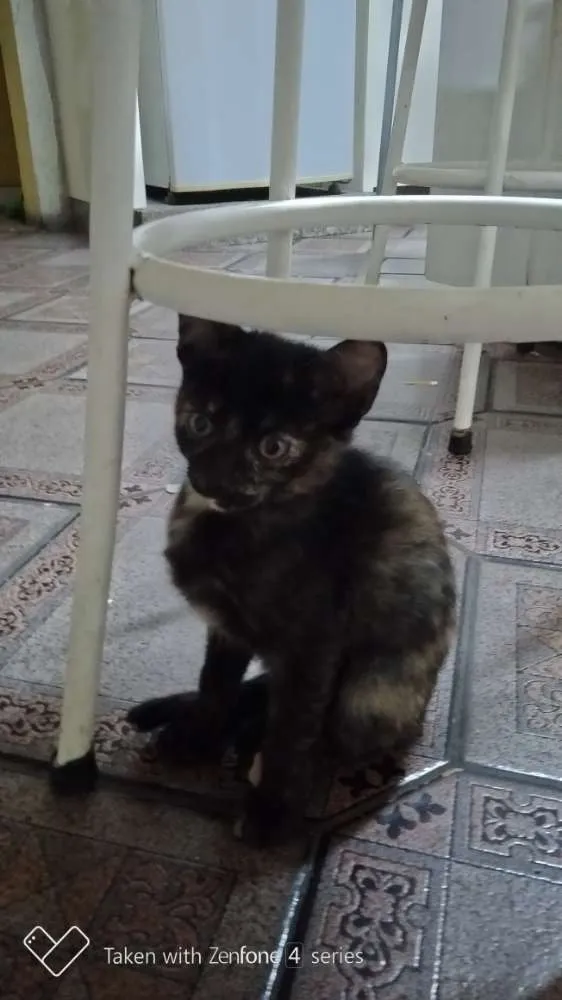 Gato ra a SRD idade 2 a 6 meses nome Jujubinhas