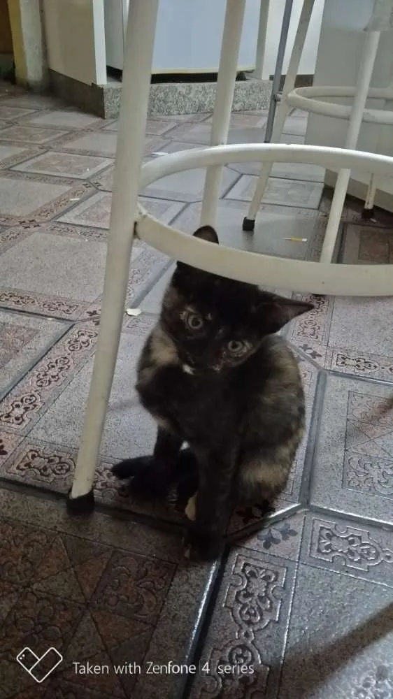 Gato ra a SRD idade 2 a 6 meses nome Jujubinhas