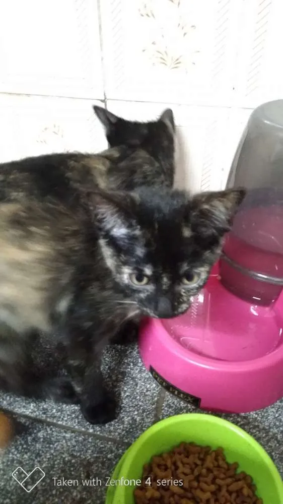 Gato ra a SRD idade 2 a 6 meses nome Jujubinhas