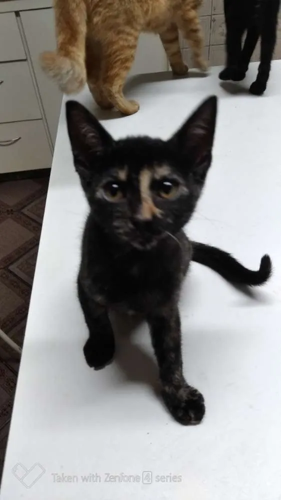 Gato ra a SRD idade 2 a 6 meses nome Jujubinhas