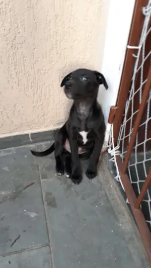 Cachorro raça Srd idade 2 a 6 meses nome Puppy