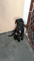 Puppy