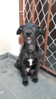 Puppy