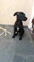 Puppy