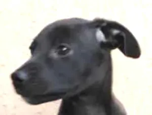 Cachorro raça Srd idade 2 a 6 meses nome Puppy