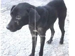Cachorro raça vira lata idade 2 anos nome nao sei