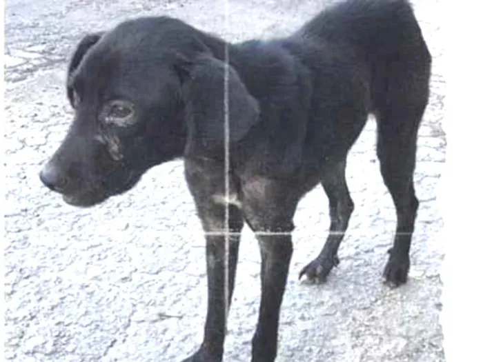 Cachorro raça vira lata idade 2 anos nome nao sei