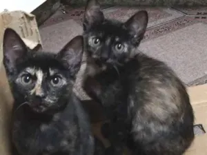 Gato raça SRD idade 2 a 6 meses nome Jujubinhas