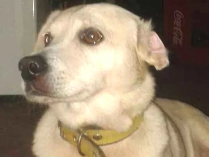 Cachorro ra a  idade 6 ou mais anos nome STUART