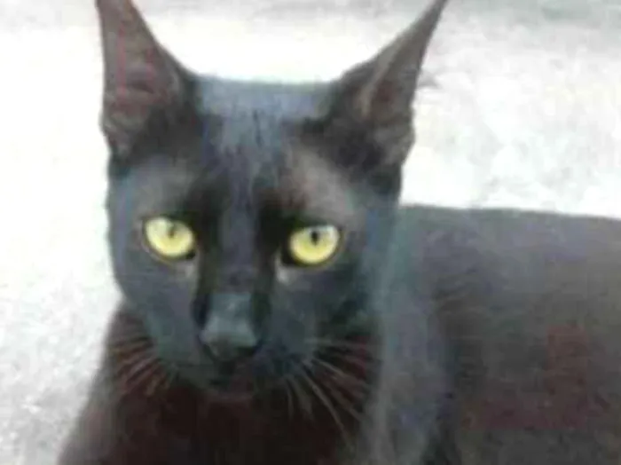 Gato ra a Sem raça  idade 1 ano nome Trovão 