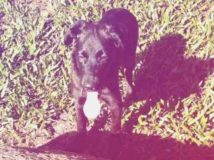 Cachorro ra a  idade 2 a 6 meses nome Luna 