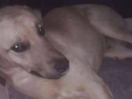 Cachorro ra a Srd idade 1 ano nome Guerreiro