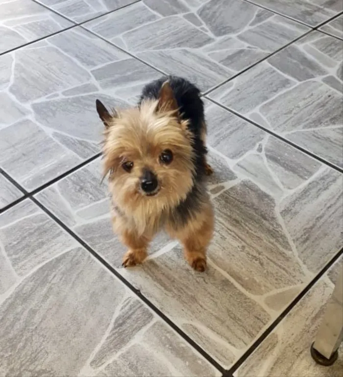 Cachorro ra a Yorkshire  idade 6 ou mais anos nome York
