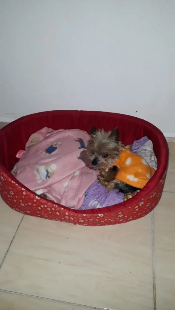 Cachorro ra a Yorkshire  idade 6 ou mais anos nome York