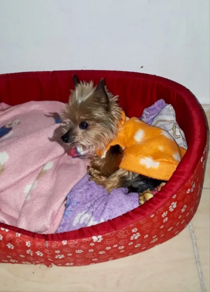 Cachorro ra a Yorkshire  idade 6 ou mais anos nome York