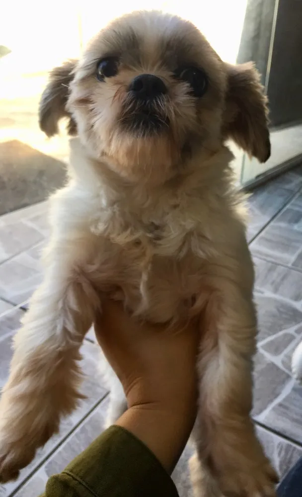 Cachorro ra a Shitzu idade 3 anos nome Casal