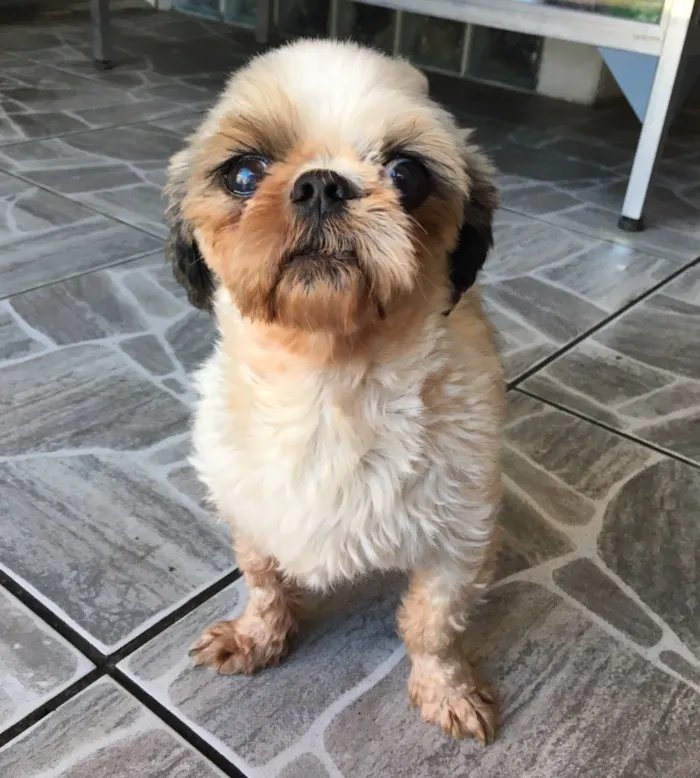 Cachorro ra a Shitzu idade 3 anos nome Casal
