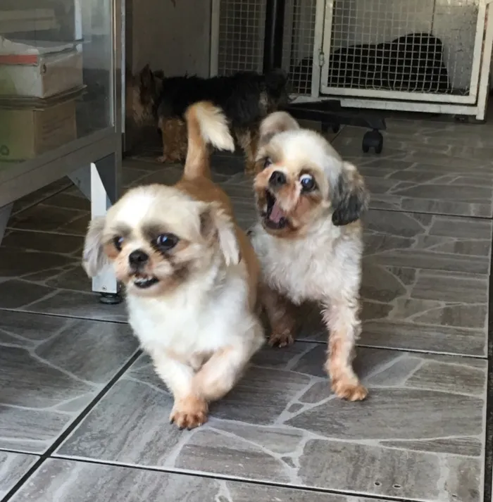 Cachorro ra a Shitzu idade 3 anos nome Casal