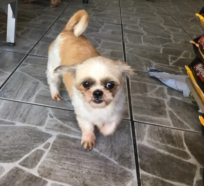 Cachorro ra a Shitzu idade 3 anos nome Casal