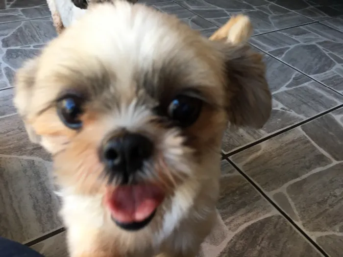 Cachorro ra a Shitzu idade 3 anos nome Casal