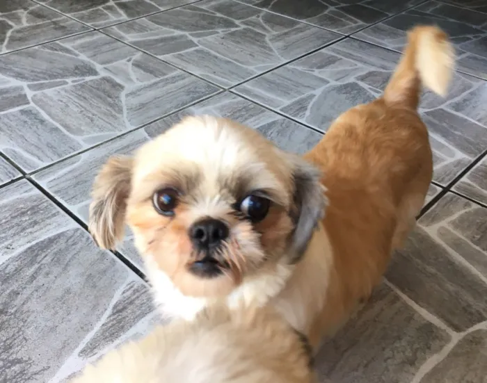Cachorro ra a Shitzu idade 3 anos nome Casal