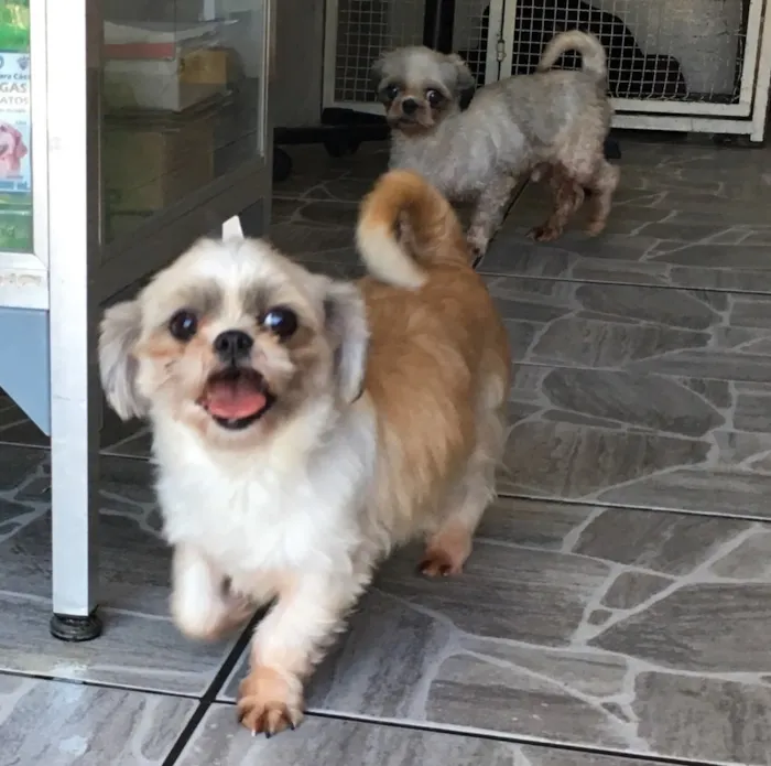 Cachorro ra a Shitzu idade 3 anos nome Casal