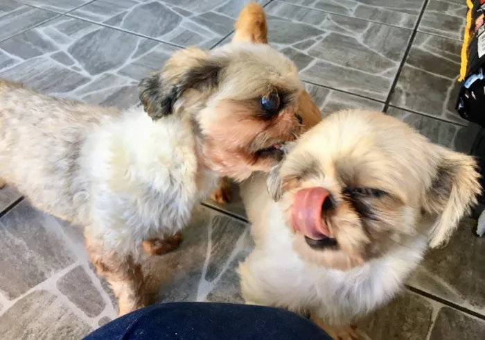 Cachorro ra a Shitzu idade 3 anos nome Casal