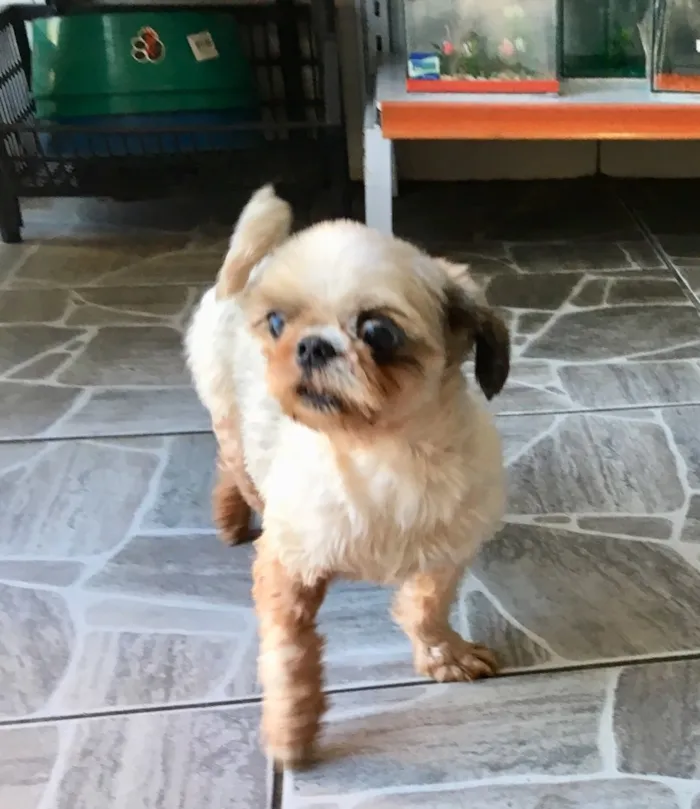 Cachorro ra a Shitzu idade 3 anos nome Casal