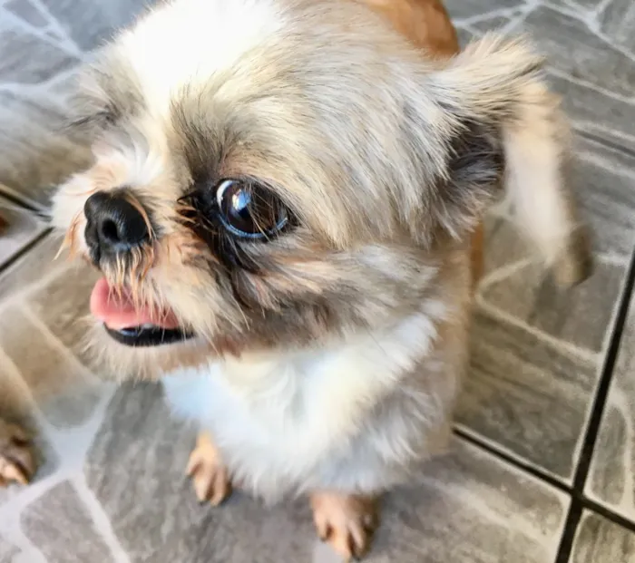Cachorro ra a Shitzu idade 3 anos nome Casal