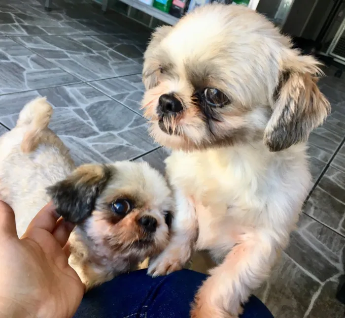 Cachorro ra a Shitzu idade 3 anos nome Casal