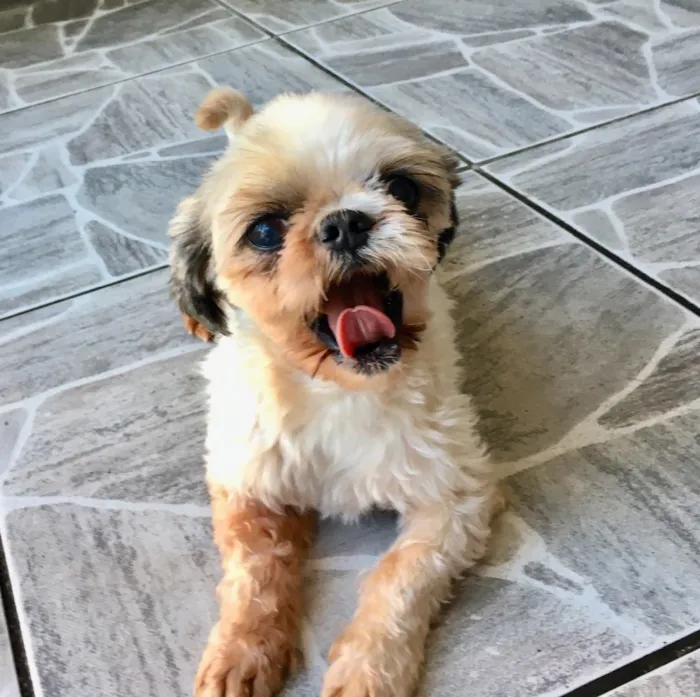 Cachorro ra a Shitzu idade 3 anos nome Casal