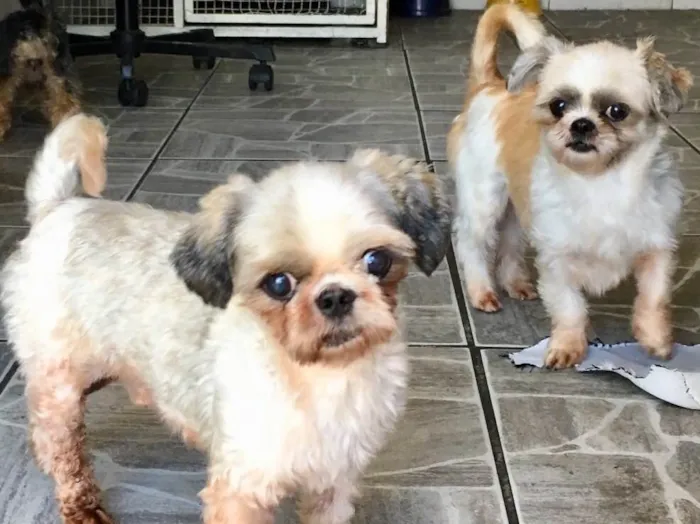 Cachorro ra a Shitzu idade 3 anos nome Casal