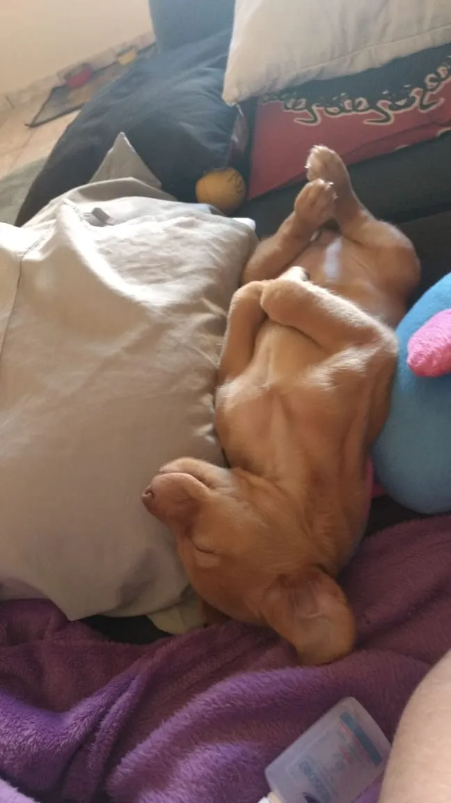 Cachorro ra a Viralata idade Abaixo de 2 meses nome Diana