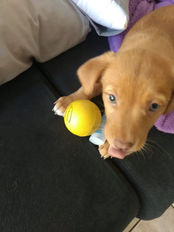 Cachorro ra a Viralata idade Abaixo de 2 meses nome Diana