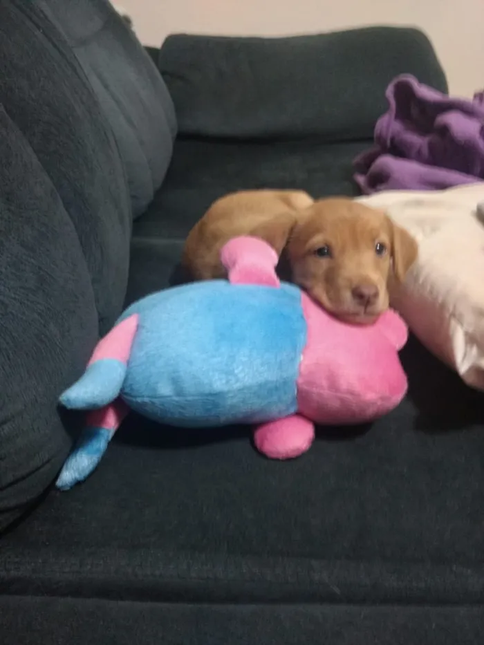 Cachorro ra a Viralata idade Abaixo de 2 meses nome Diana