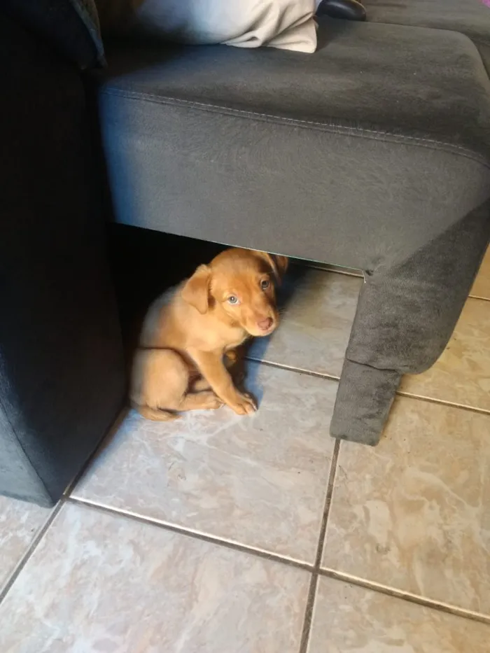 Cachorro ra a Viralata idade Abaixo de 2 meses nome Diana