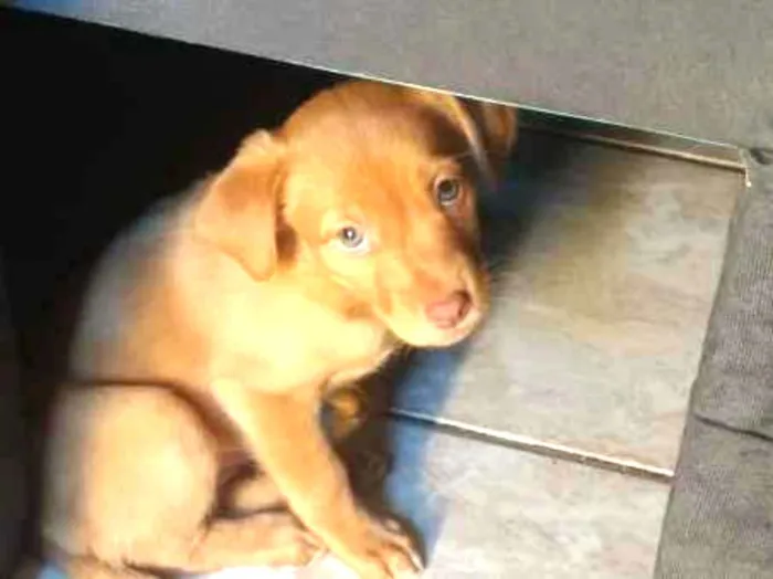 Cachorro ra a Viralata idade Abaixo de 2 meses nome Diana