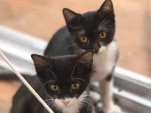 Gato raça Srd idade 2 a 6 meses nome Frajolinhas