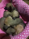 Cachorros