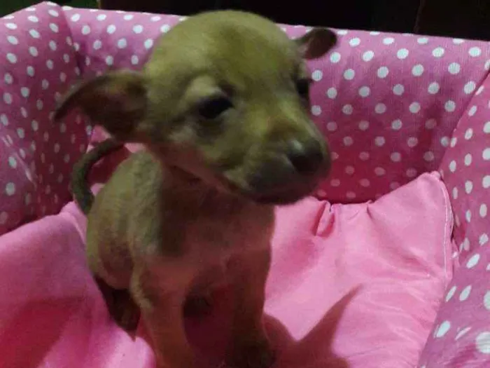 Cachorro ra a Indefinida idade 2 a 6 meses nome Cachorros