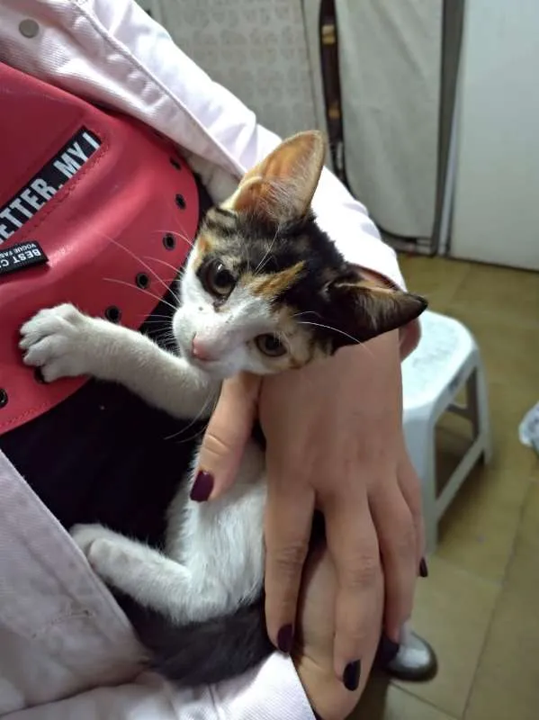 Gato ra a Desconhecida idade Abaixo de 2 meses nome Sem nome
