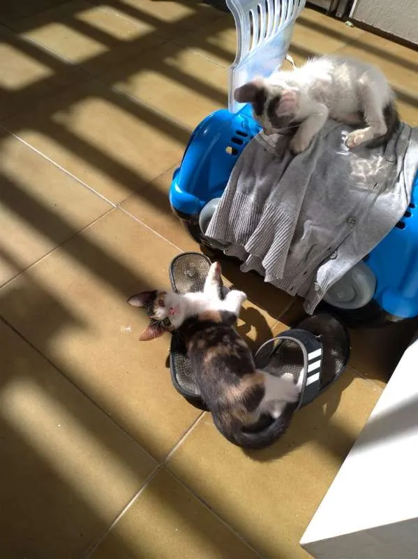 Gato ra a Desconhecida idade Abaixo de 2 meses nome Sem nome