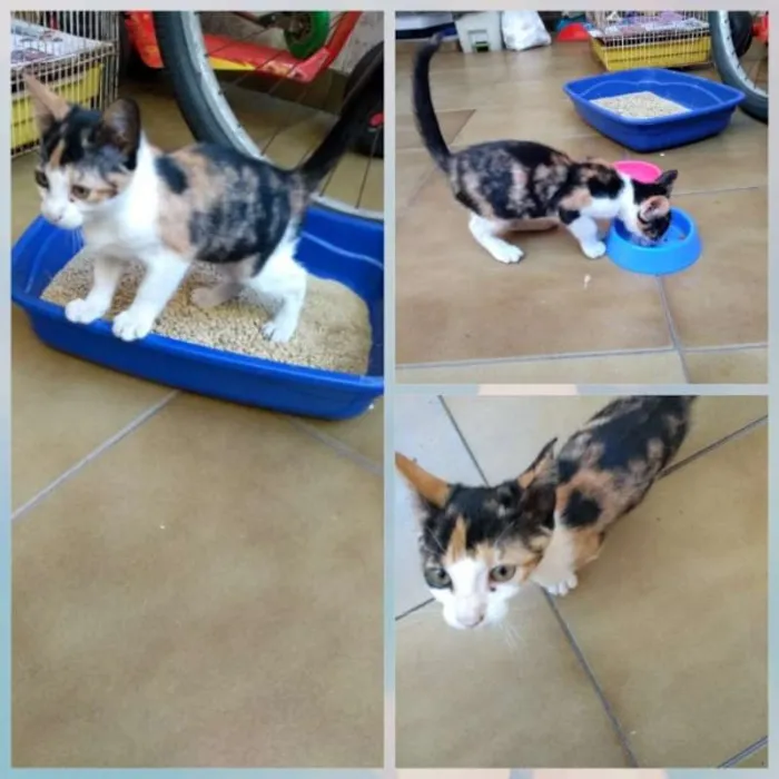 Gato ra a Desconhecida idade Abaixo de 2 meses nome Sem nome