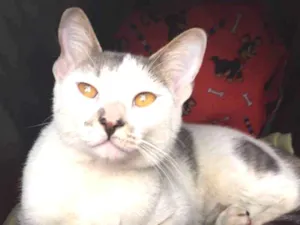 Gato raça Srd  idade 2 a 6 meses nome Yellow