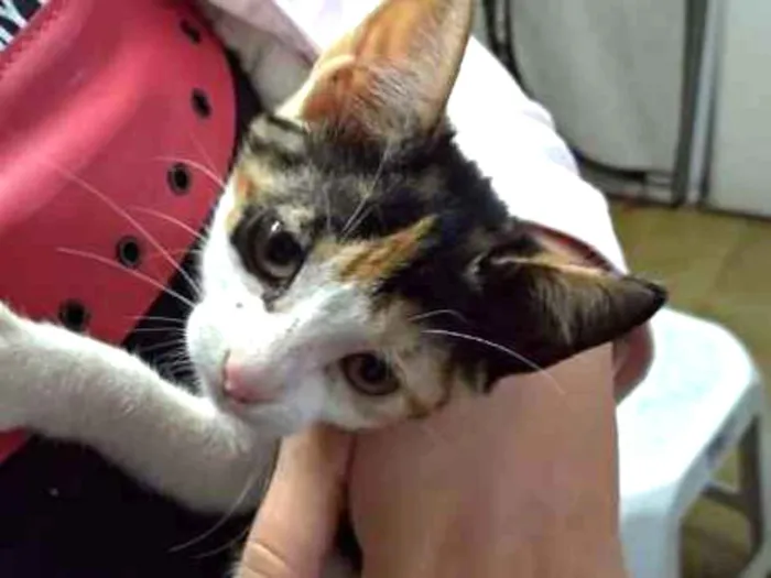 Gato ra a Desconhecida idade Abaixo de 2 meses nome Sem nome