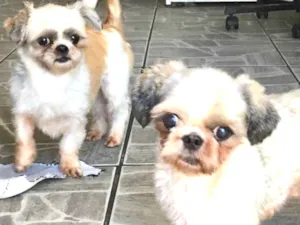 Cachorro raça Shitzu idade 3 anos nome Casal