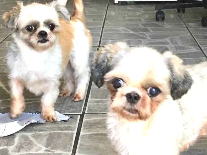 Cachorro ra a Shitzu idade 3 anos nome Casal