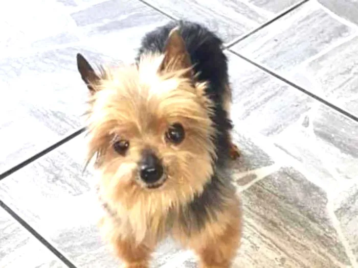 Cachorro ra a Yorkshire  idade 6 ou mais anos nome York