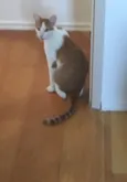 Félix